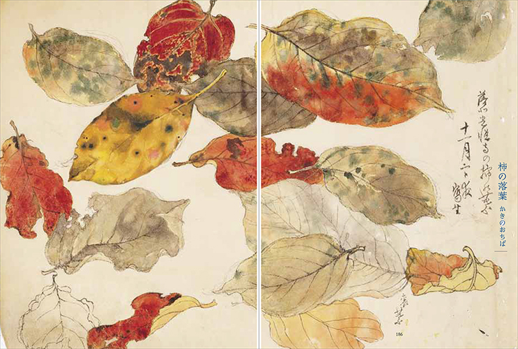 Flora Sketches by TABATA Kihachi ⅢThe Collection of TABATA Kihachi Ⅴ