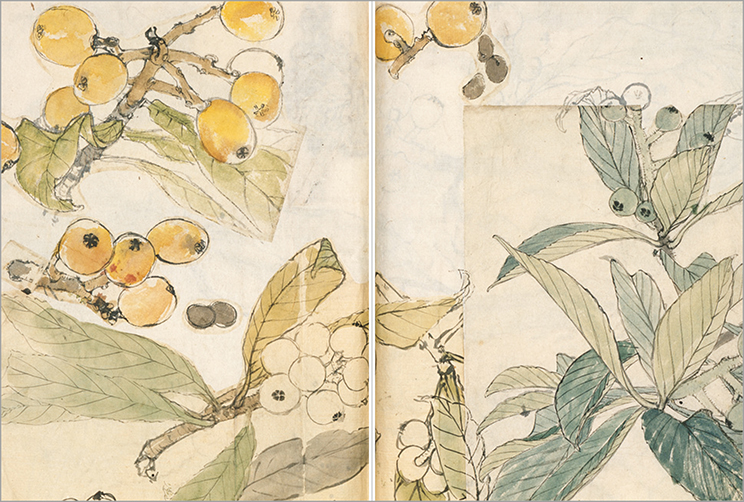 Flora Sketches by SHIBATA ZeshinThe Collection of The University Art Museum, Tokyo University of The Arts