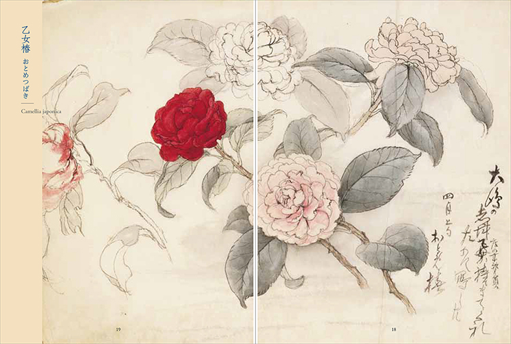 Flora Sketches by TABATA Kihachi ⅢThe Collection of TABATA Kihachi Ⅴ